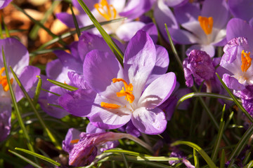 Purple Crocus Blooming Early Spring