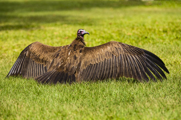 A vulture drying its wings
