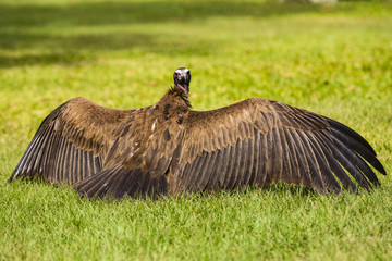 A vulture drying its wings
