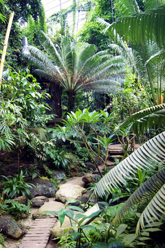 In the tropical greenhouse