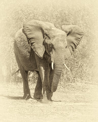 The elephant in national park Chobe, Botswana, South-Western Africa (stylized retro)
