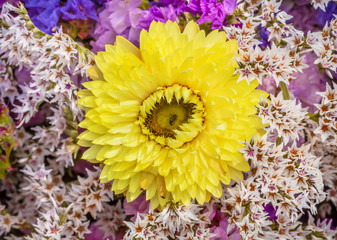Dried Pale Yellow Flower Baby's Breath Blooming