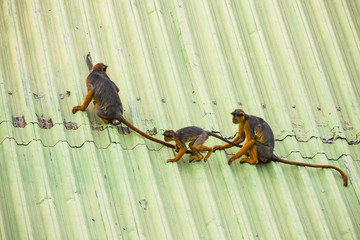 Monkeys walking on a roof