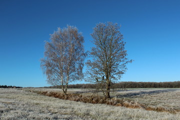 Baum im Feld bei Frost