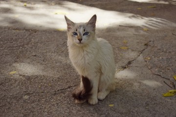 Gato de ojos azules