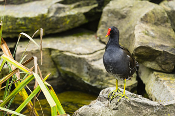 a moorhen on a rock