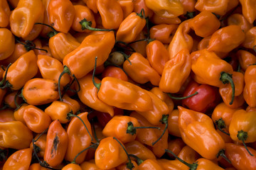Spicy Halloween Bright Orange Habanero Chili Peppers