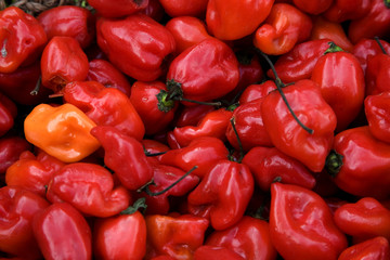 Bright Red Habanero Chili Peppers