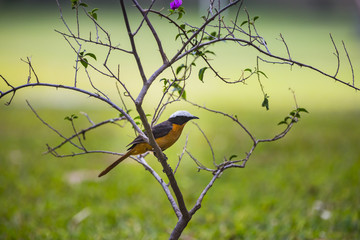a Robin Chat on a branch