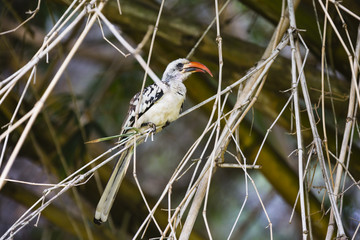 a hornbill in a tree