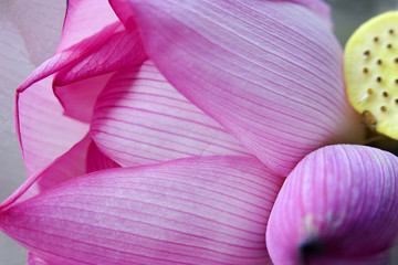 Pink Lotus Petal Bud Hong Kong Flower Market