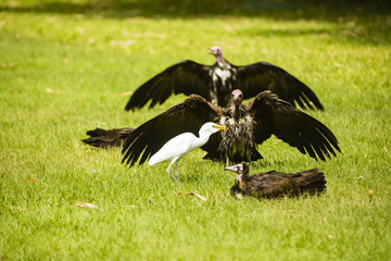 vultures drying their wings