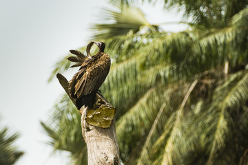 a vulture picking its feathers
