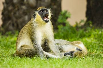 two monkeys, one screaming, one lying in the grass