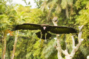 vulture flying