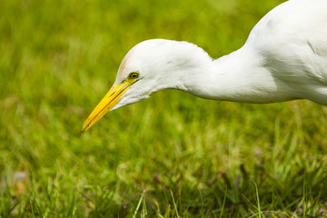 egret looing for food