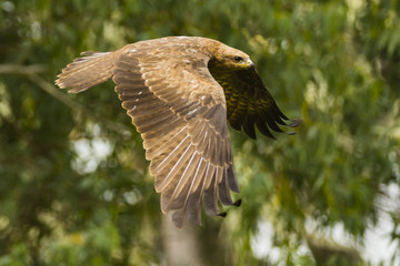 a kite flying