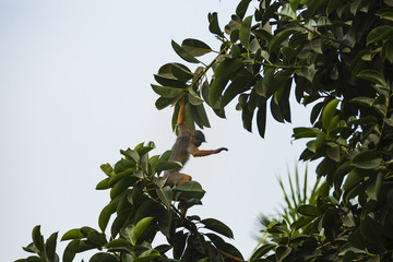 monkey moving through tree