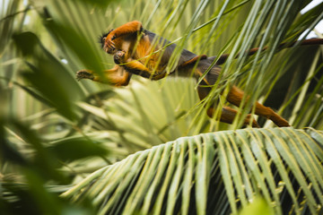 Kololi. Gambia