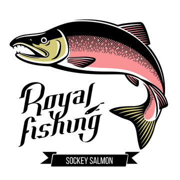 Sockey Salmon fish vector illustration