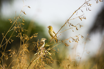 two warblers on a branch