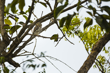 an owl in a tree