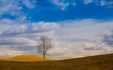 Fototapeta premium Lonely trees on the hill.
