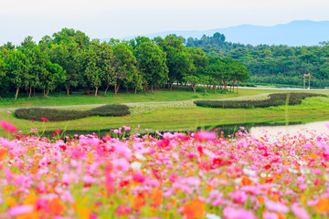 Cosmos flowers in the filed.