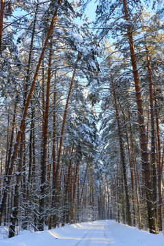 The image of a winter forest road