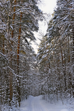 The image of a winter forest road