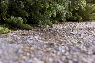 Old Christmas Tree. End of Christmas. Old discarded christmas tree.