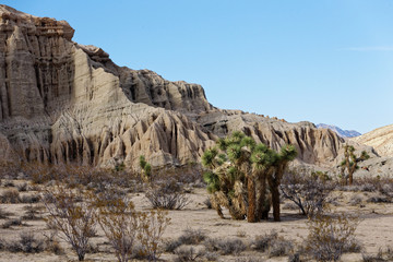 Joshua Trees in the Red Rock Canyon State Park