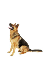 German shepherd isolated on a white background