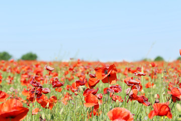 Red poppy flowers field, close up