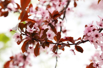 Spring flowering branch outdoors