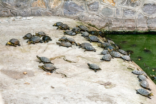 Turtles 
