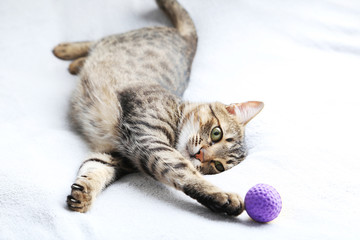 Beautiful cat on the grey plaid