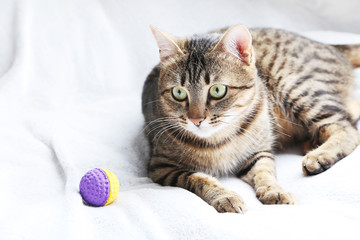 Beautiful cat on the grey plaid