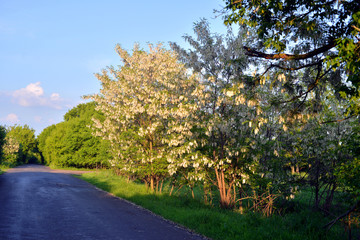 Fototapeta na wymiar Beautiful flowering acacia trees in the spring against the blue
