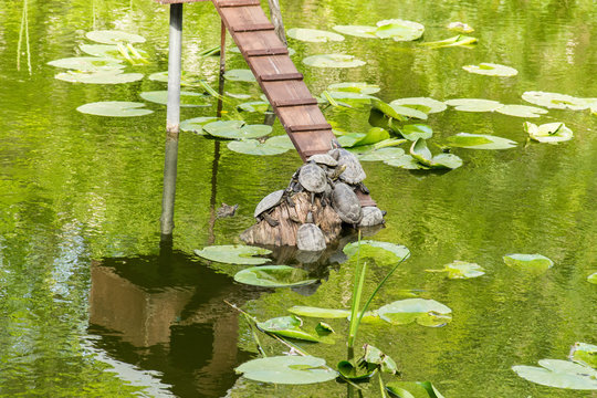 Turtles 