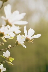 Magnolia flowers in spring garden