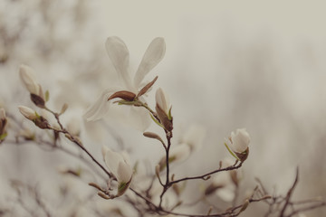 Magnolia flowers in spring garden