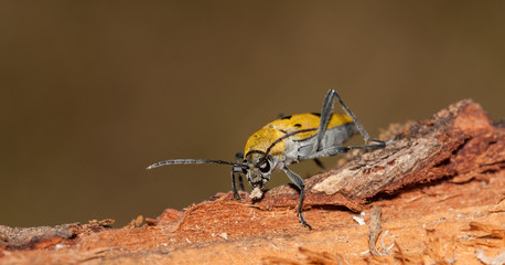 Long Horn Beetle Chlorophorus pilosus