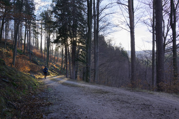 Trail runner walking a forest path - obrazy, fototapety, plakaty