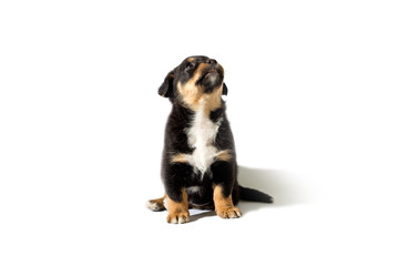 little puppy on white background