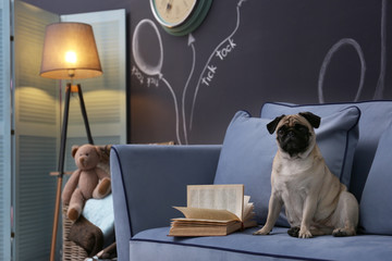 Cute dog on sofa in modern room