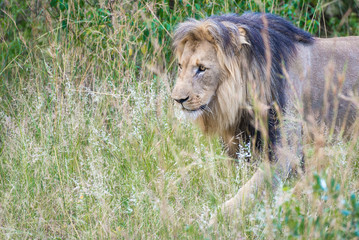 Adult male lion walking through savanna in Entabeni, South Afric