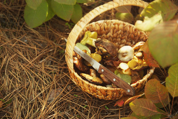 Wicker basket with mushrooms in forest, closeup