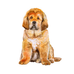 Watercolor portrait of Tibetan Mastiff breed dog isolated on white background. Hand drawn sweet pet. Bright colors, realistic look. Greeting card design. Clip art. Add your text - 132888132
