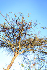 Single big bird sitting an a tree